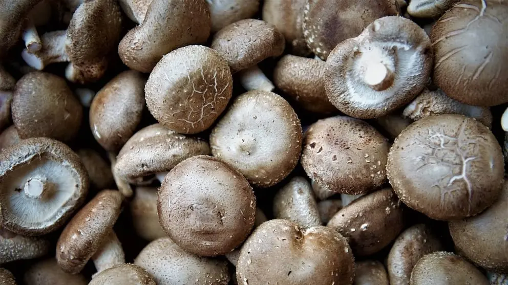 Shiitake: así el sustituto vegano del pulpo. Foto: Pixabay.