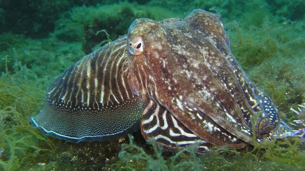 ¿Dónde vive el pulpo y qué come? Foto: pixabay.