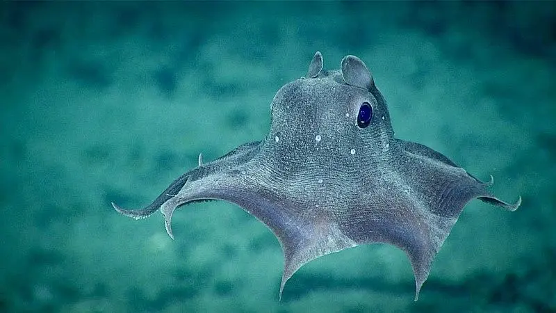 Pulpo Dumbo: características, reproducción y hábitat. Foto: Wikipedia.