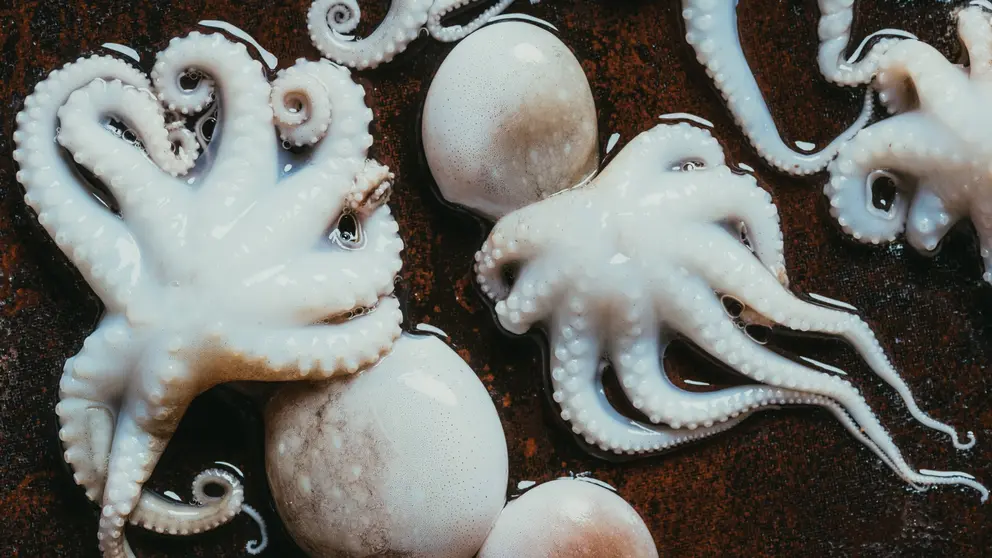 pulpo-blanco