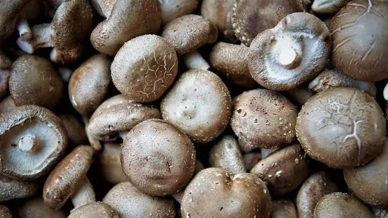 Shiitake: as&iacute; el sustituto vegano del pulpo. Foto: Pixabay.