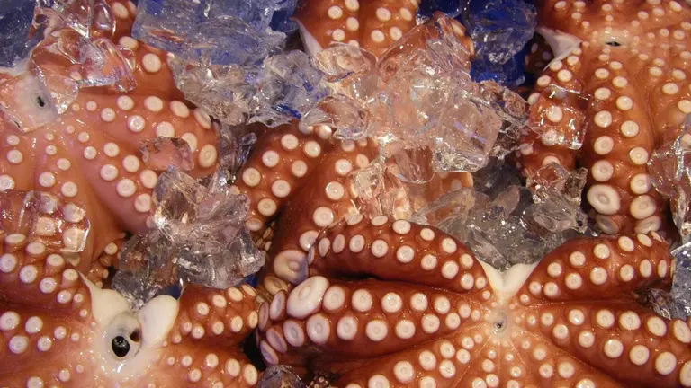 C&oacute;mo se limpia el pulpo: consejos y paso a paso. Foto: pixabay.