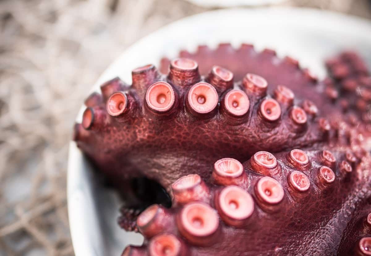 pulpo