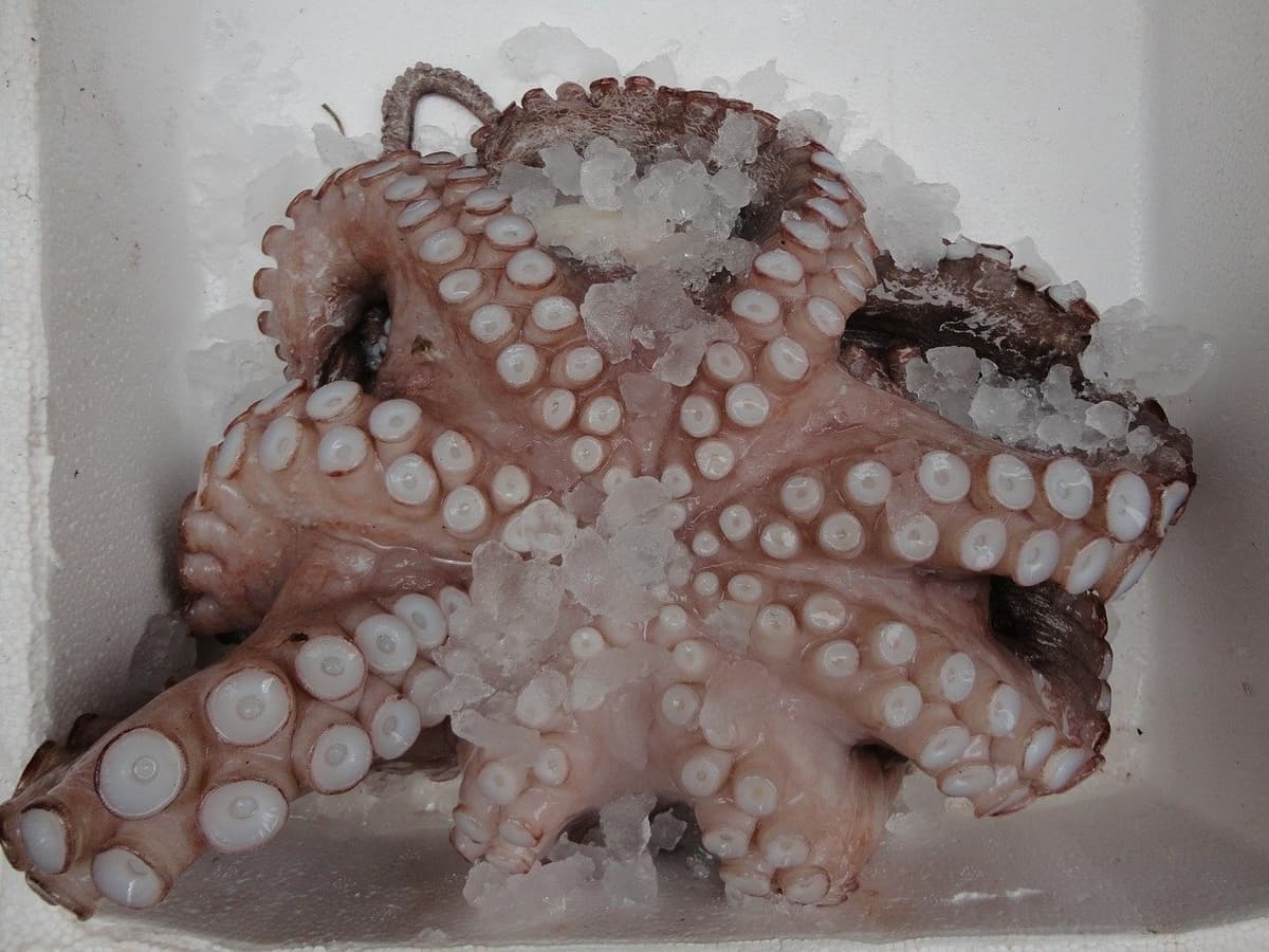 Cuáles son las diferencias entre el pulpo gallego y el marroquí.