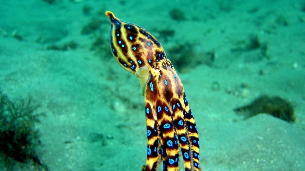 Pulpo de anillos azules: una de las especies más venenosas del mundo. Foto: Flickr.