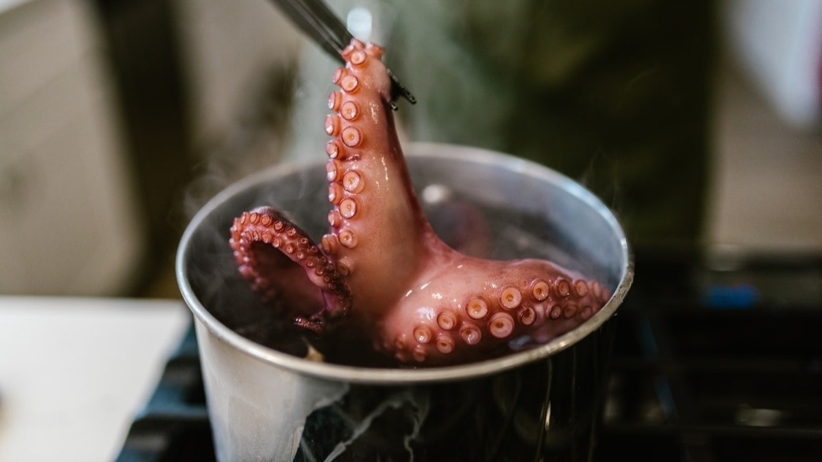 Las diferencias entre el pulpo gallego e importado se notan durante la coccióm. Foto: pexels.