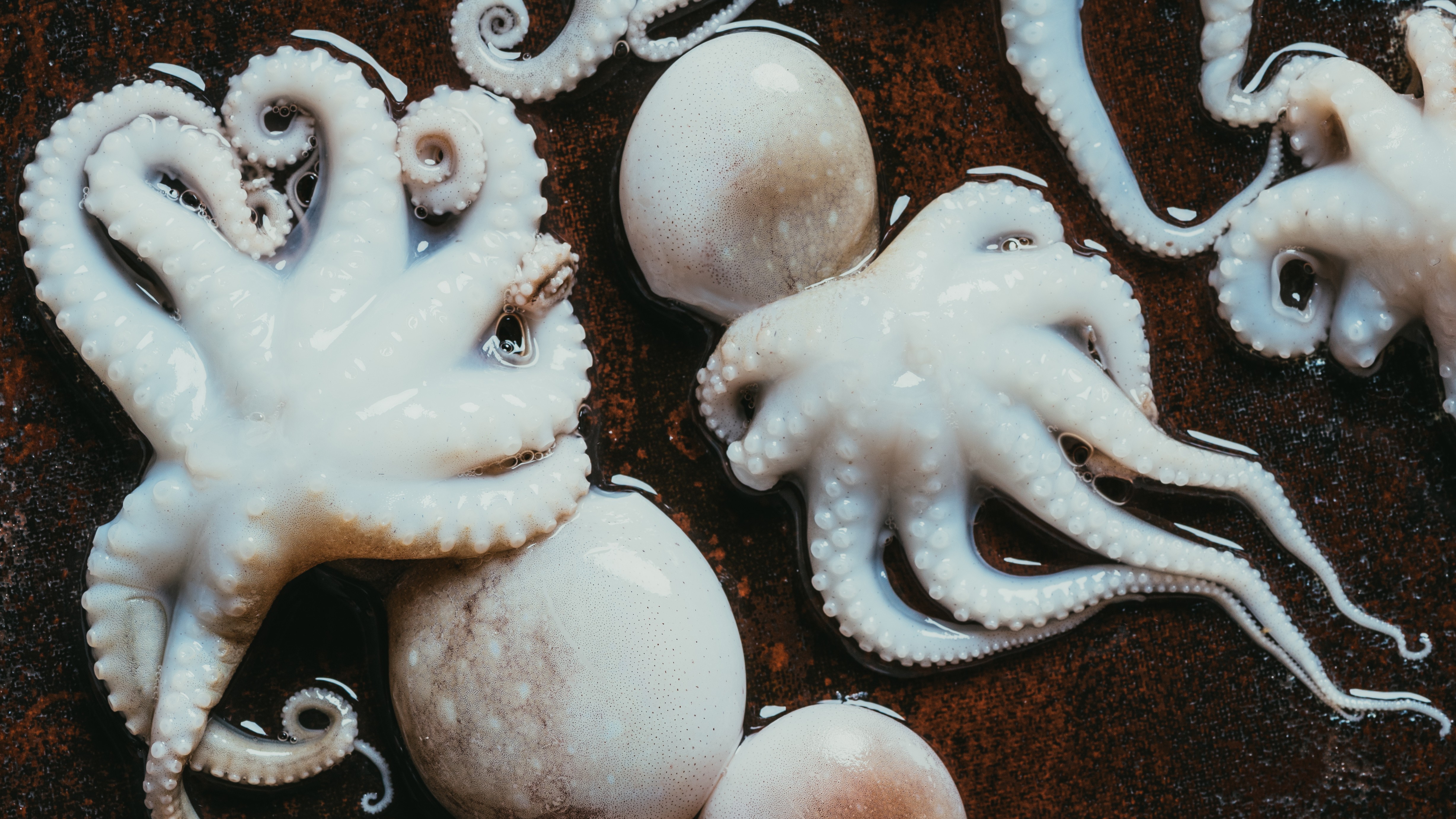 pulpo-blanco