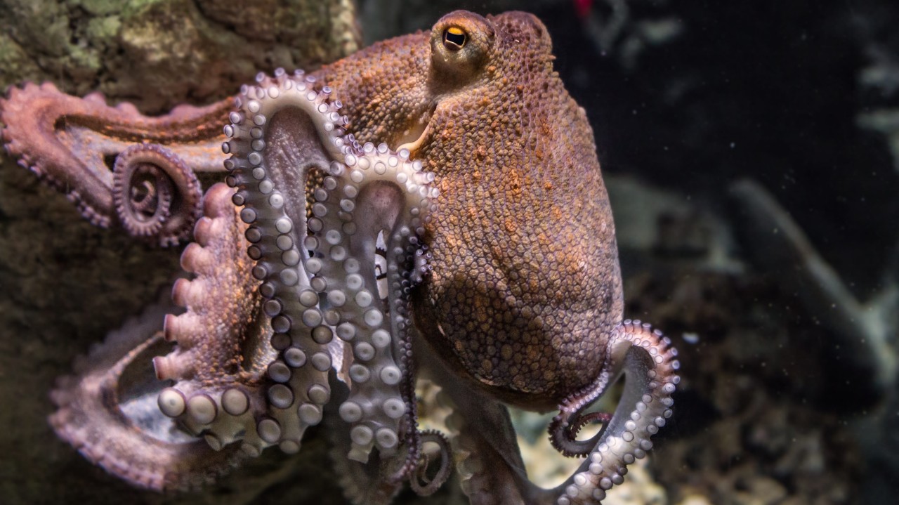 El pulpo tiene un único cerebro, pero es un cerebro múltiple.
